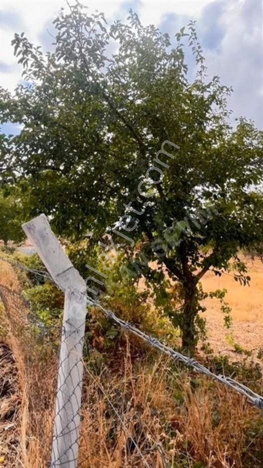 Kuyuluda Satılık 7 Dönüm Sulu Tarla — fotoğraf 9