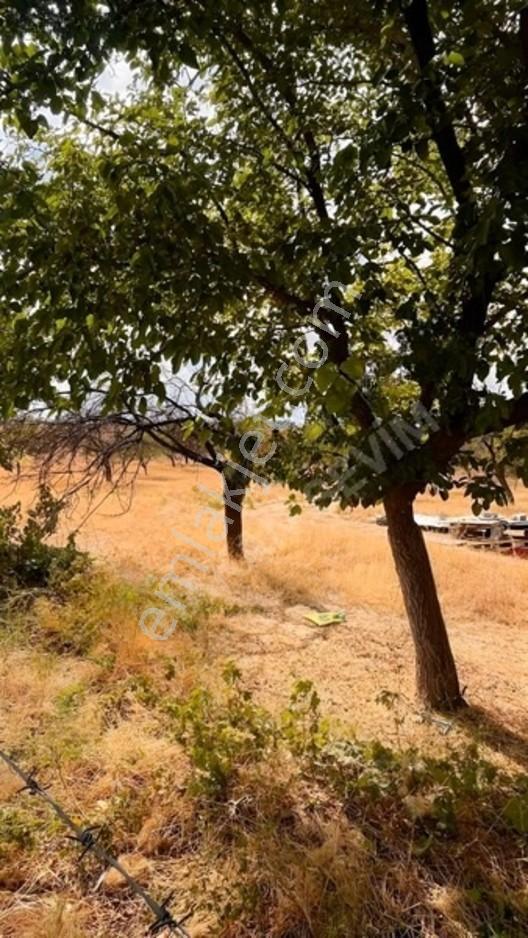 Kuyuluda Satılık 7 Dönüm Sulu Tarla — fotoğraf 11