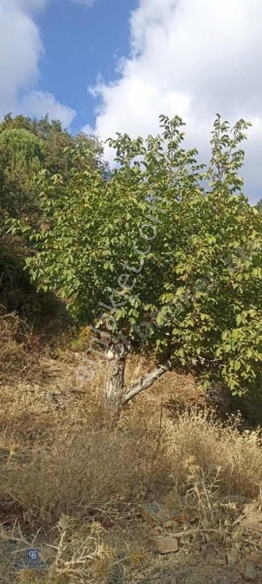 İzmir Bergamada Ev Yapilabilen Ciflik Arazisi — fotoğraf 3
