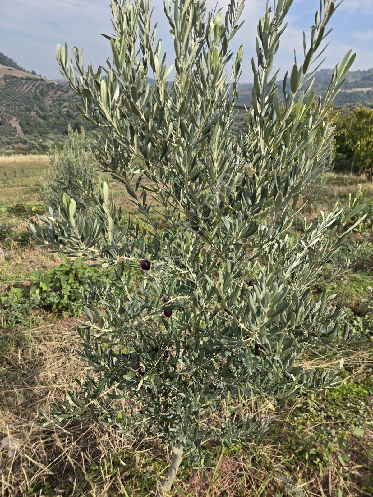 Salihli Gökköy Mahallesinde 2350 Mt2 Satılık İmarlı Anayola Cepheli Arsa — fotoğraf 16
