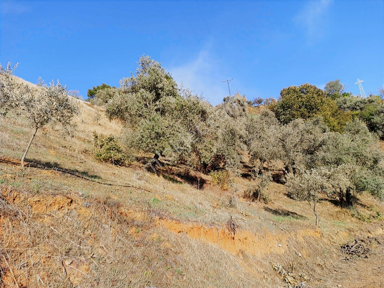 İzmir Ödemişte Satılık Fırsat Arsa — fotoğraf 2