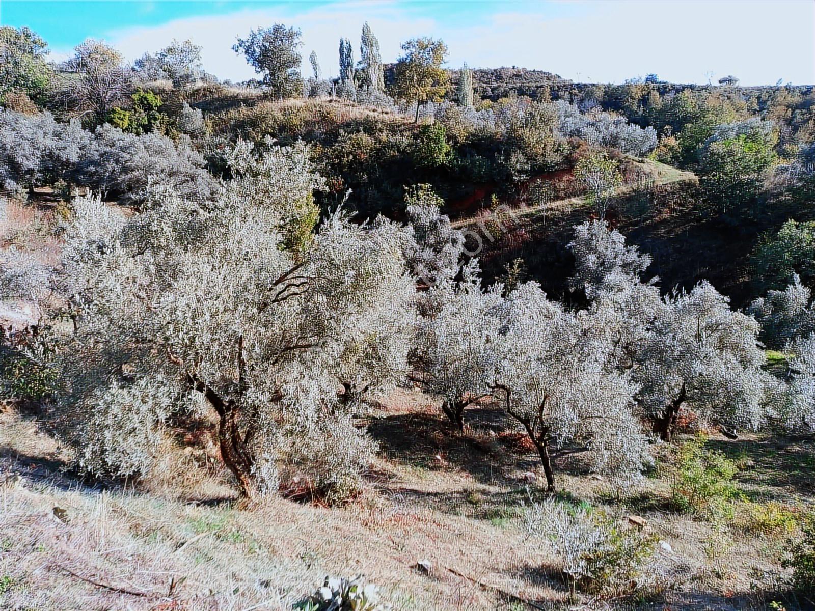 İzmir Ödemişte Satılık Fırsat Arsa — fotoğraf 3