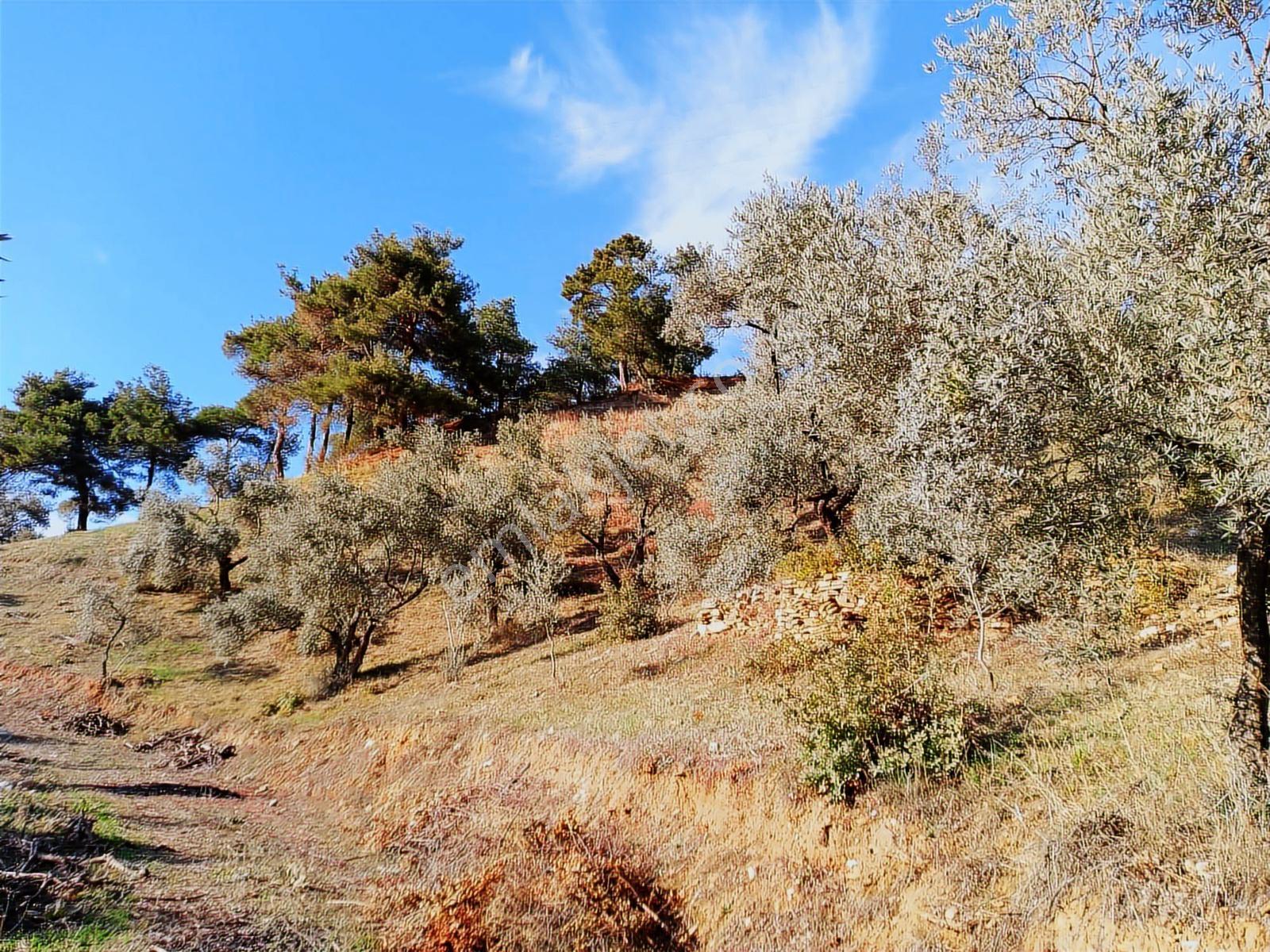 İzmir Ödemişte Satılık Fırsat Arsa — fotoğraf 4