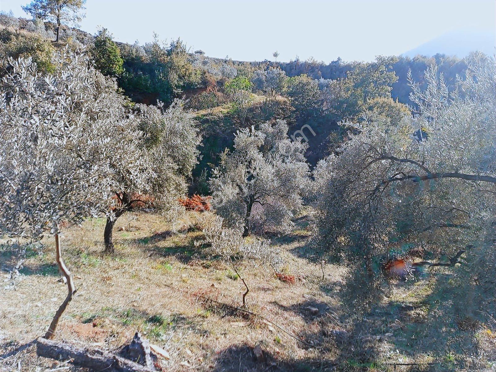 İzmir Ödemişte Satılık Fırsat Arsa — fotoğraf 5
