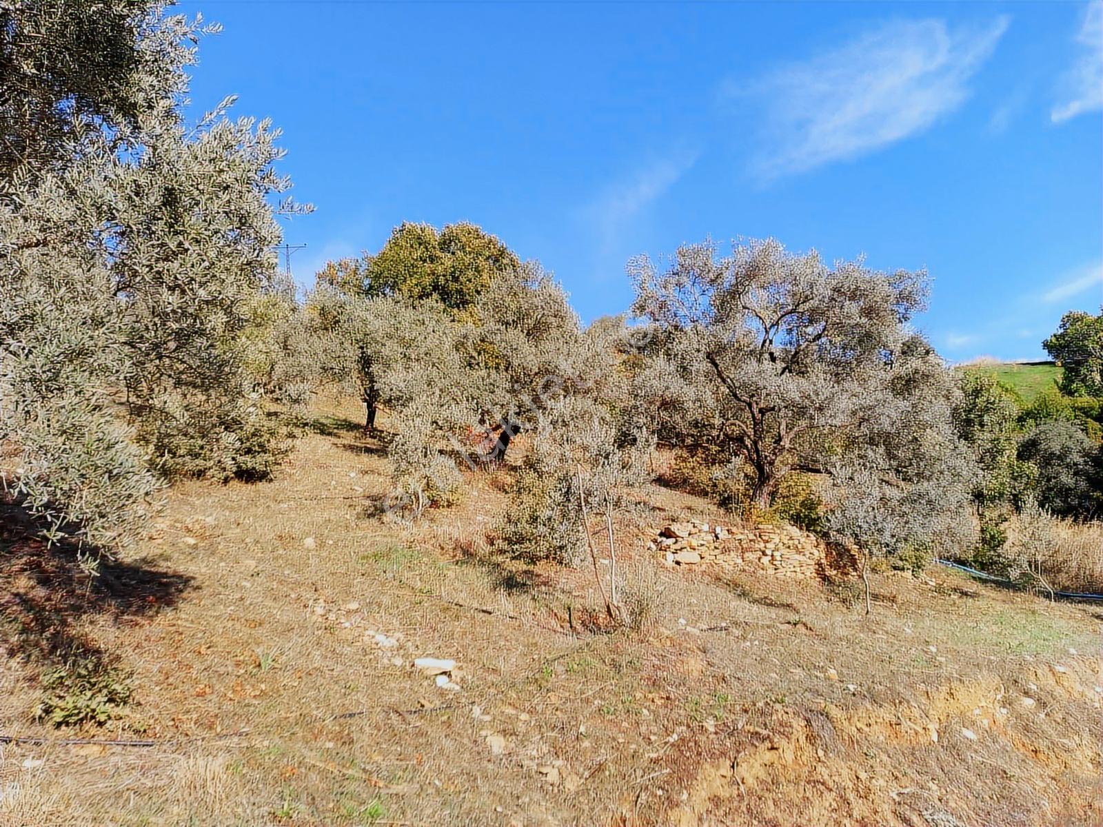 İzmir Ödemişte Satılık Fırsat Arsa — fotoğraf 6