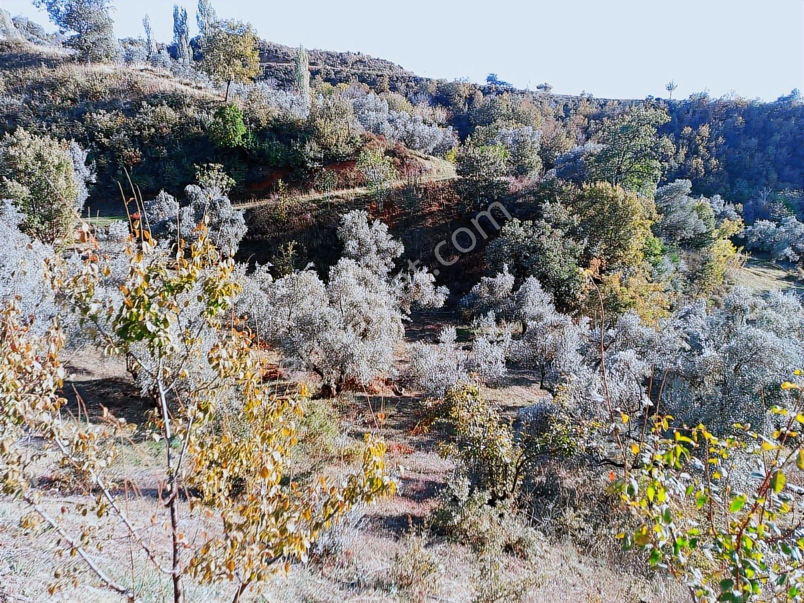 İzmir Ödemişte Satılık Fırsat Arsa — fotoğraf 12