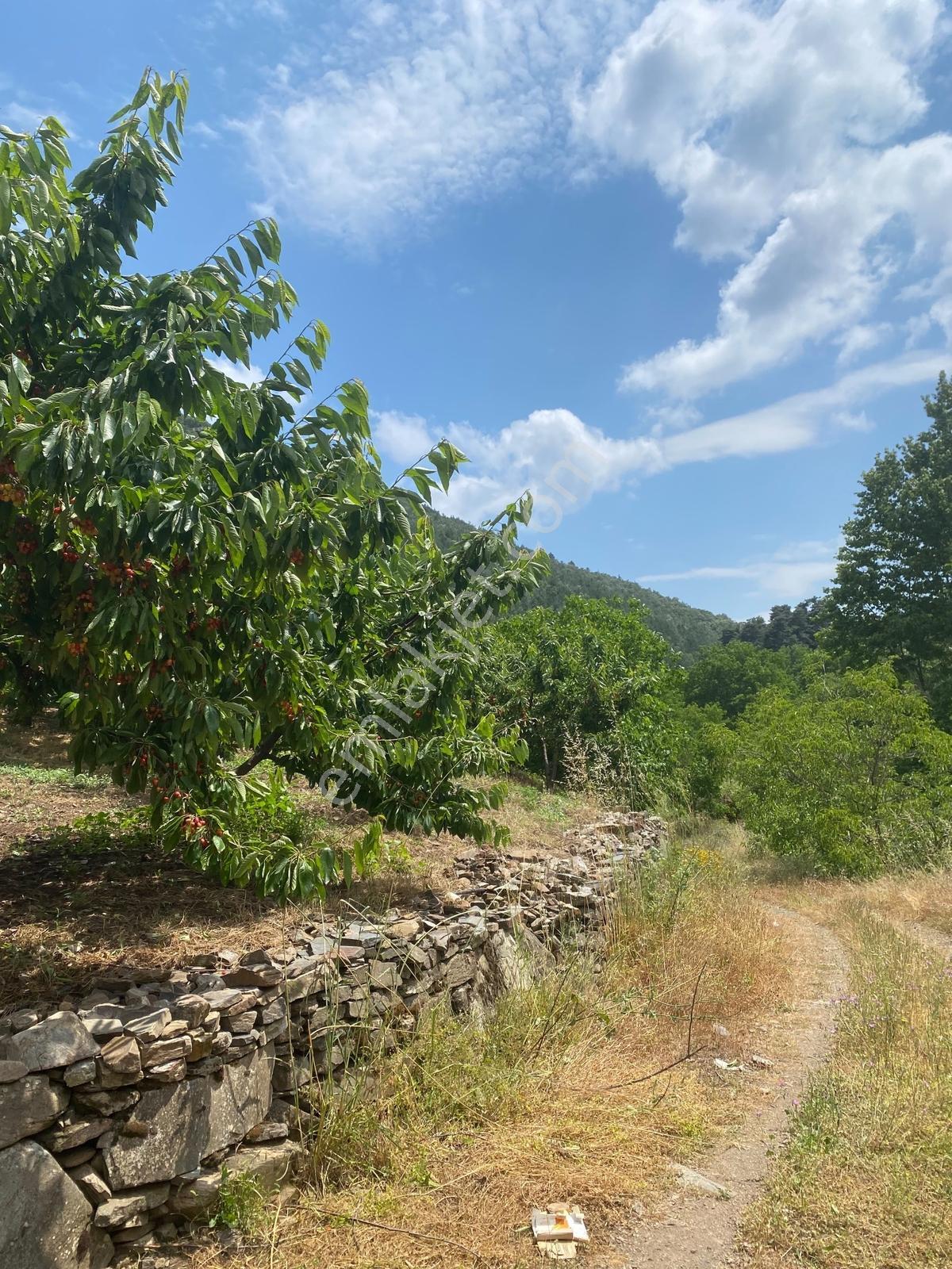 Kemalpaşa Yenikurudere Mahallesinde Satılık Kiraz Bahçesi — fotoğraf 2