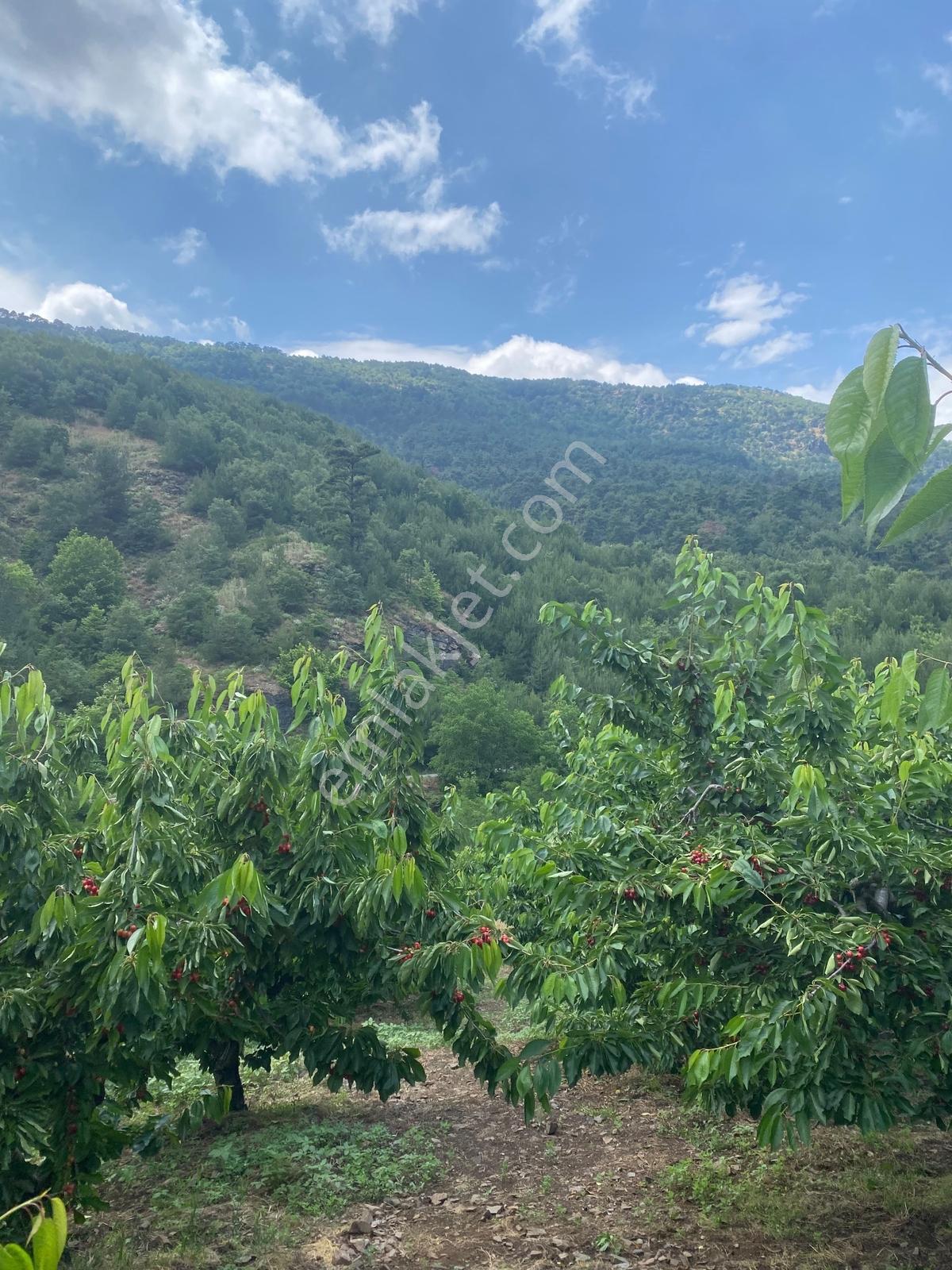 Kemalpaşa Yenikurudere Mahallesinde Satılık Kiraz Bahçesi — fotoğraf 3