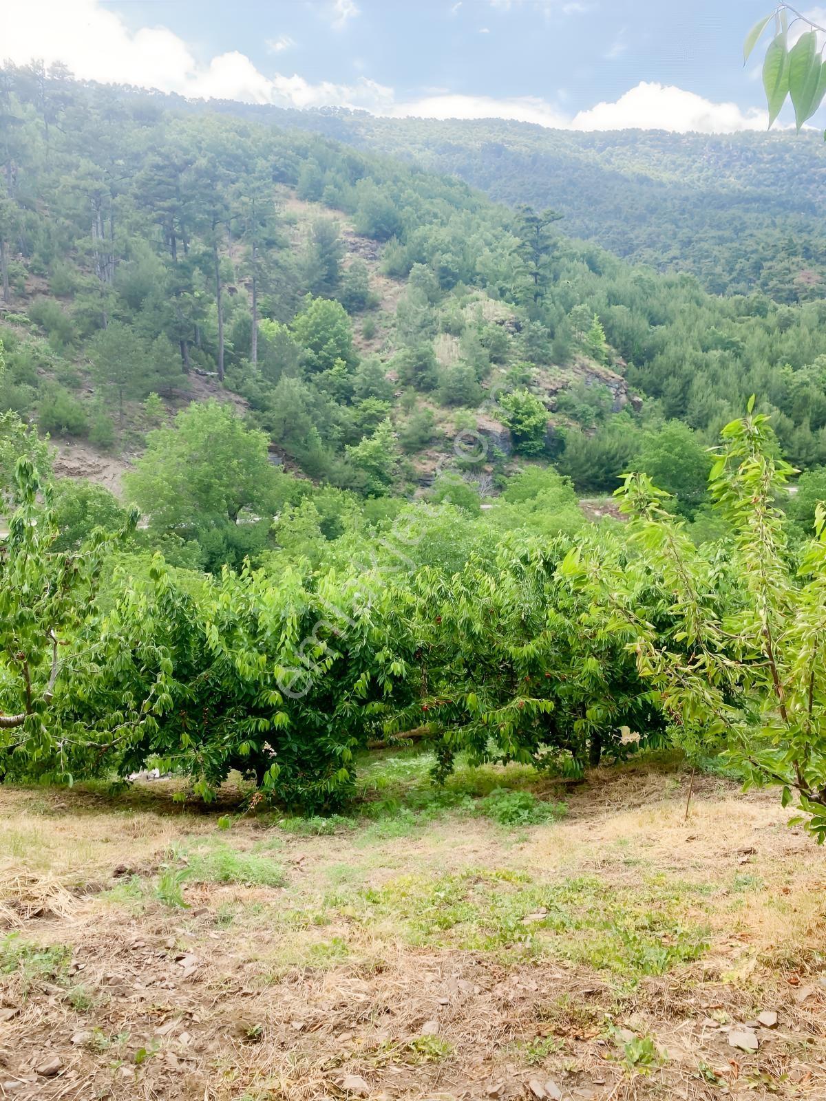 Kemalpaşa Yenikurudere Mahallesinde Satılık Kiraz Bahçesi — fotoğraf 6