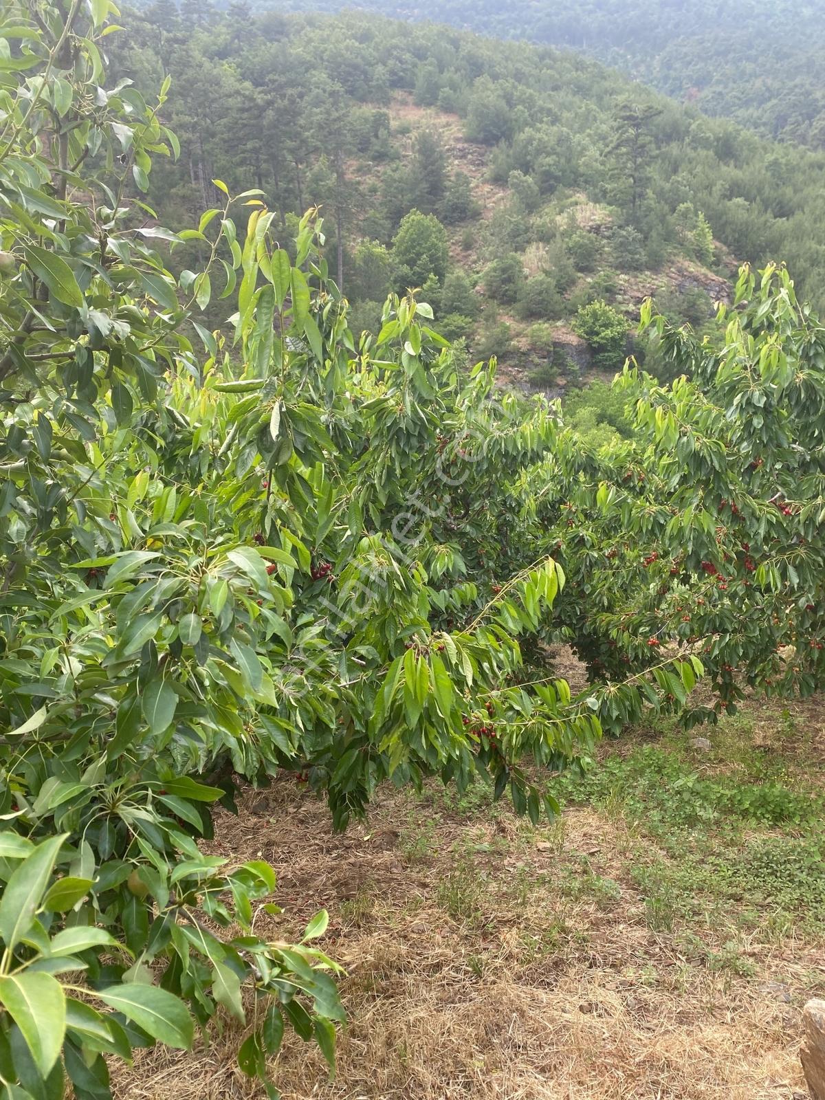 Kemalpaşa Yenikurudere Mahallesinde Satılık Kiraz Bahçesi — fotoğraf 14