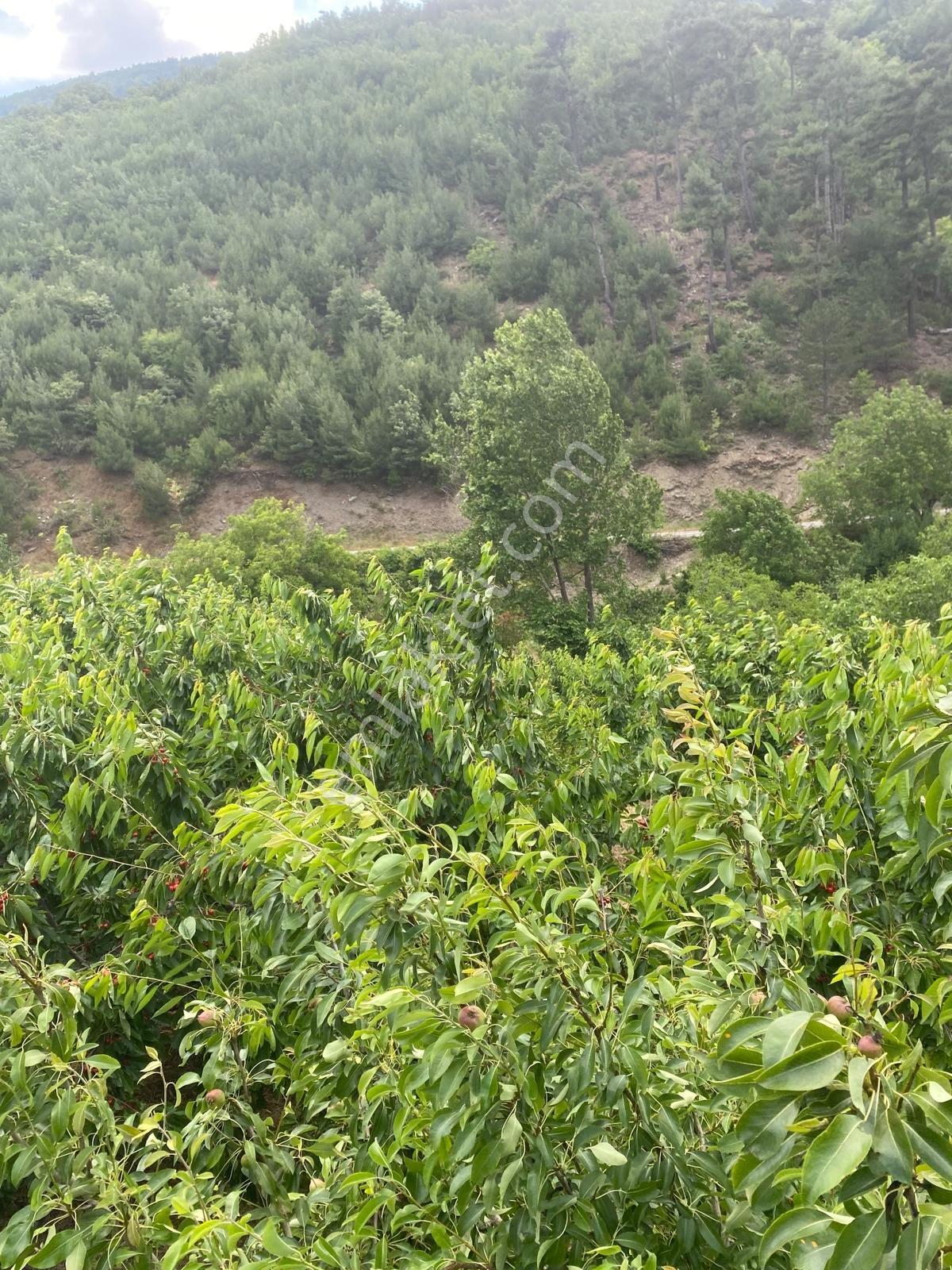 Kemalpaşa Yenikurudere Mahallesinde Satılık Kiraz Bahçesi — fotoğraf 20