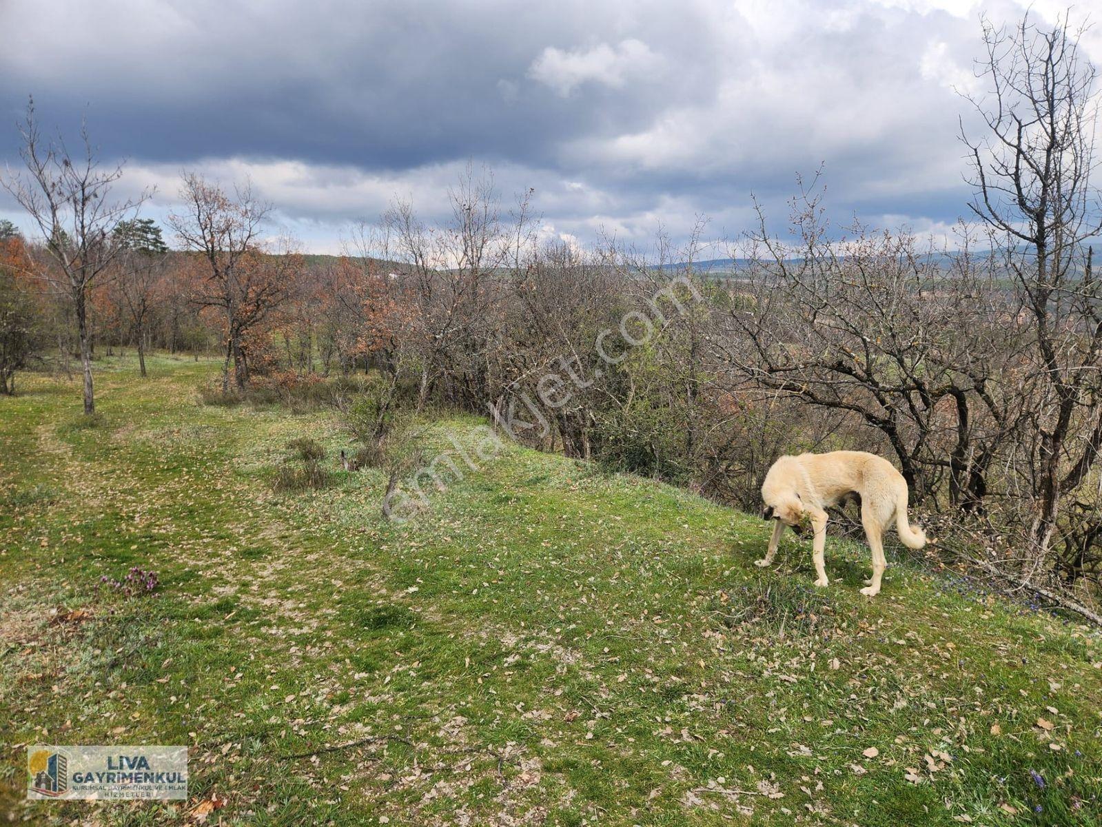 Safranbolu Yazıköyde 16146 M² Satılık Bahçe, — fotoğraf 2