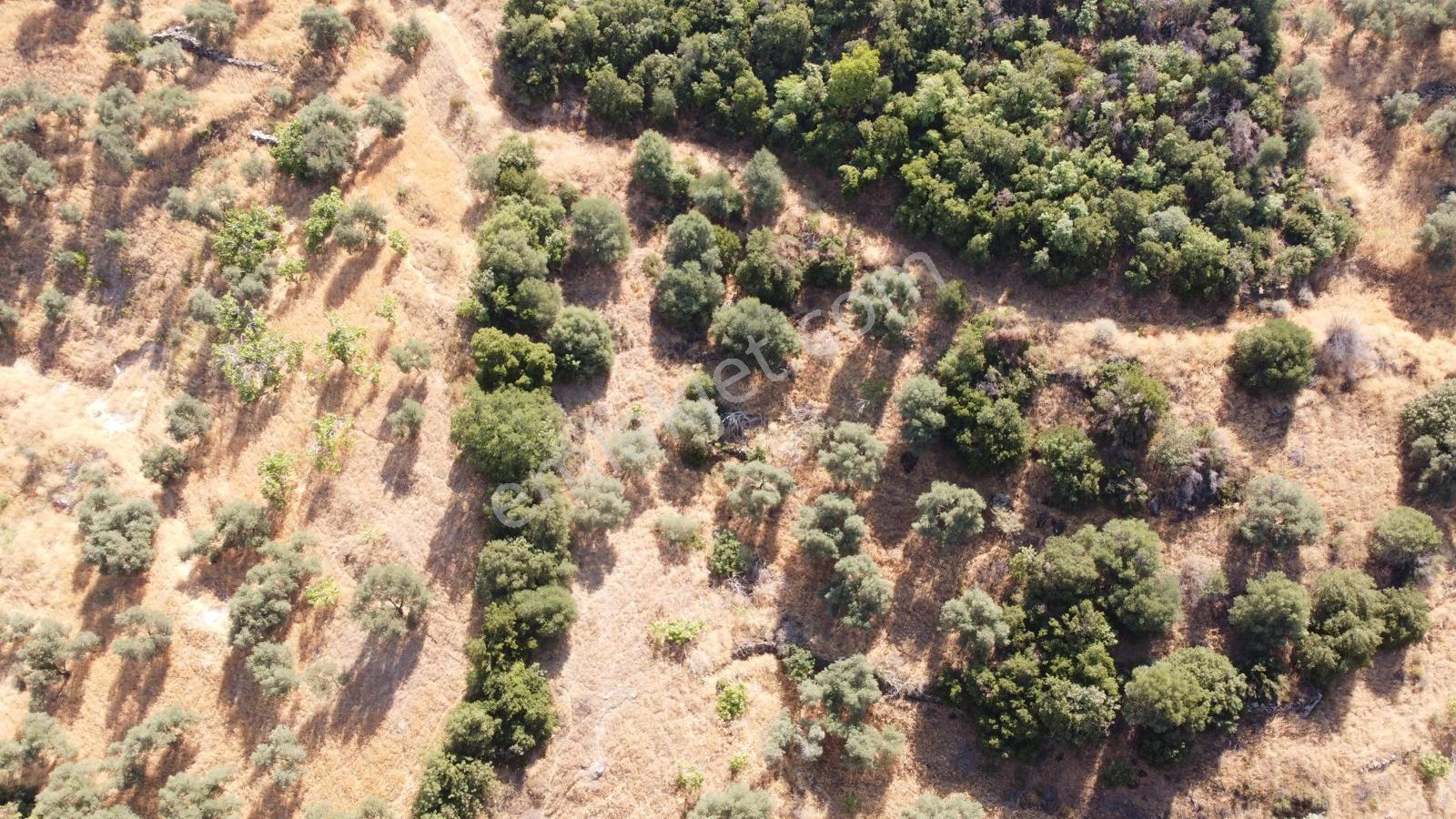 Duru Emlaktan İsabeylide Satılık Verimlik Zeytinlik Ve İncirlik — fotoğraf 16