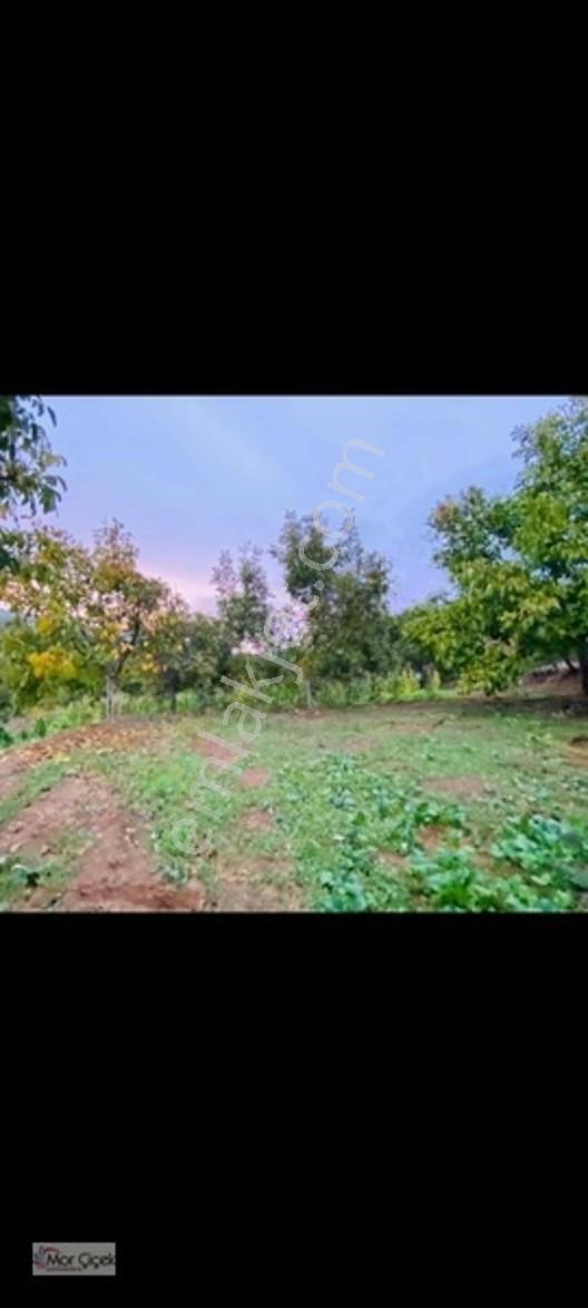 Mor Çiçek Emlak Tire Yamandere Satılık Meyve Bahçesi — fotoğraf 7