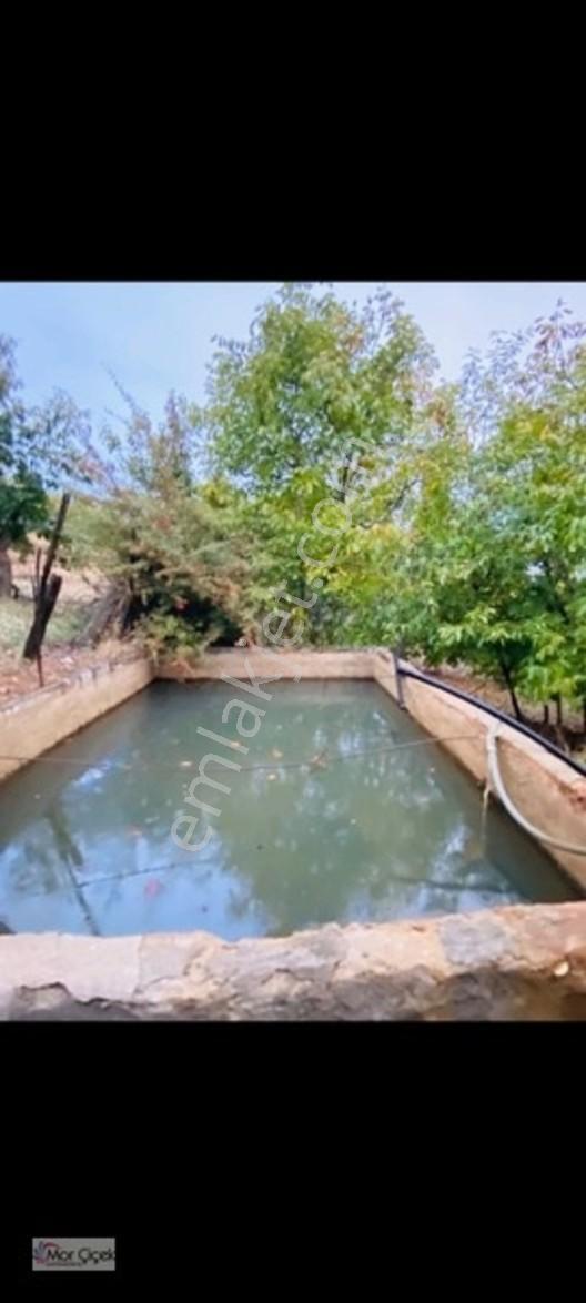Mor Çiçek Emlak Tire Yamandere Satılık Meyve Bahçesi — fotoğraf 18