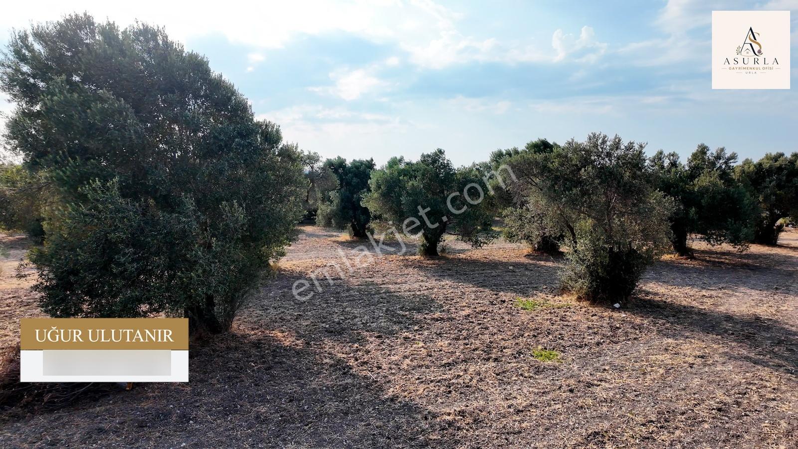 Satılık Urla İçmelerde 5.155 M² Tek Parsel Tarla — fotoğraf 12