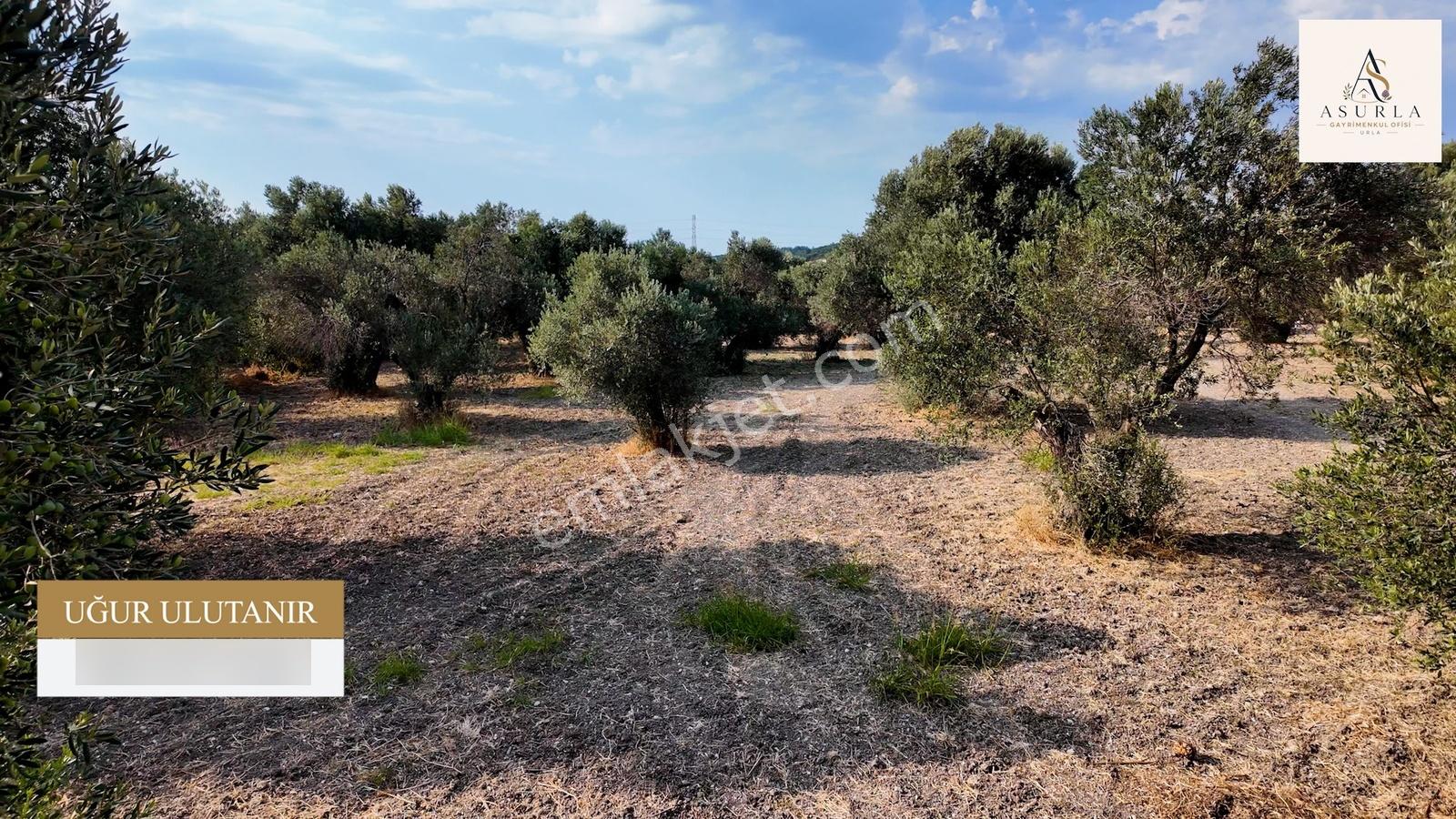 Satılık Urla İçmelerde 5.155 M² Tek Parsel Tarla — fotoğraf 14