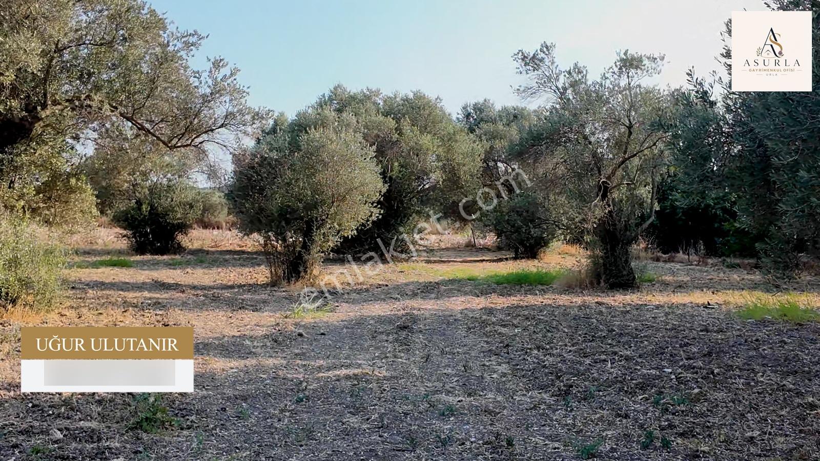 Satılık Urla İçmelerde 5.155 M² Tek Parsel Tarla — fotoğraf 16