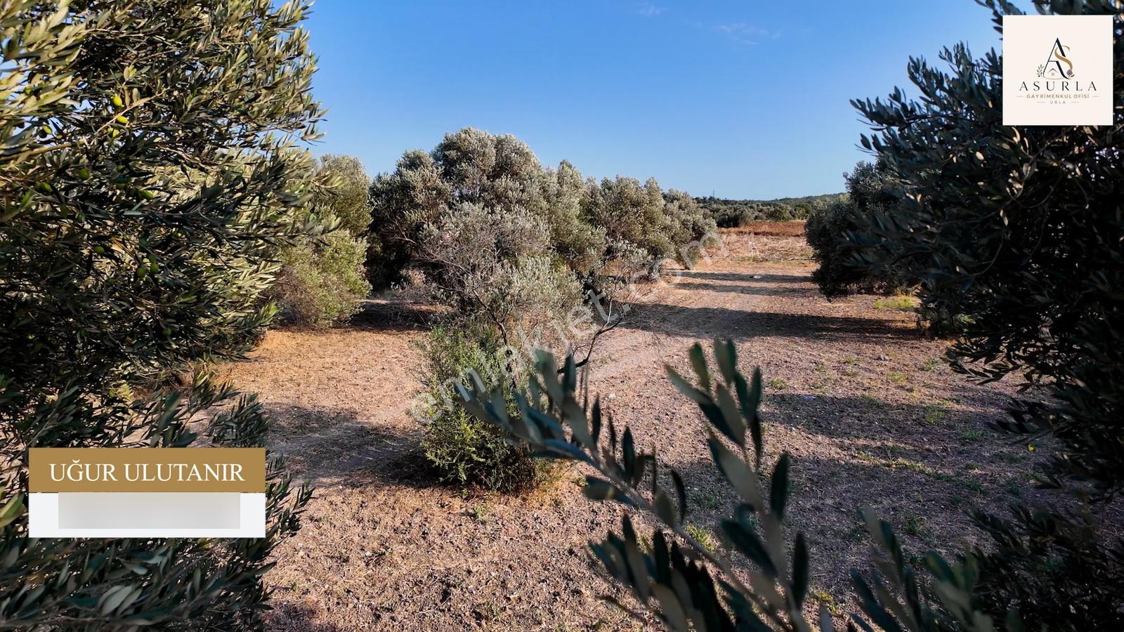 Satılık Urla İçmelerde 5.155 M² Tek Parsel Tarla — fotoğraf 18