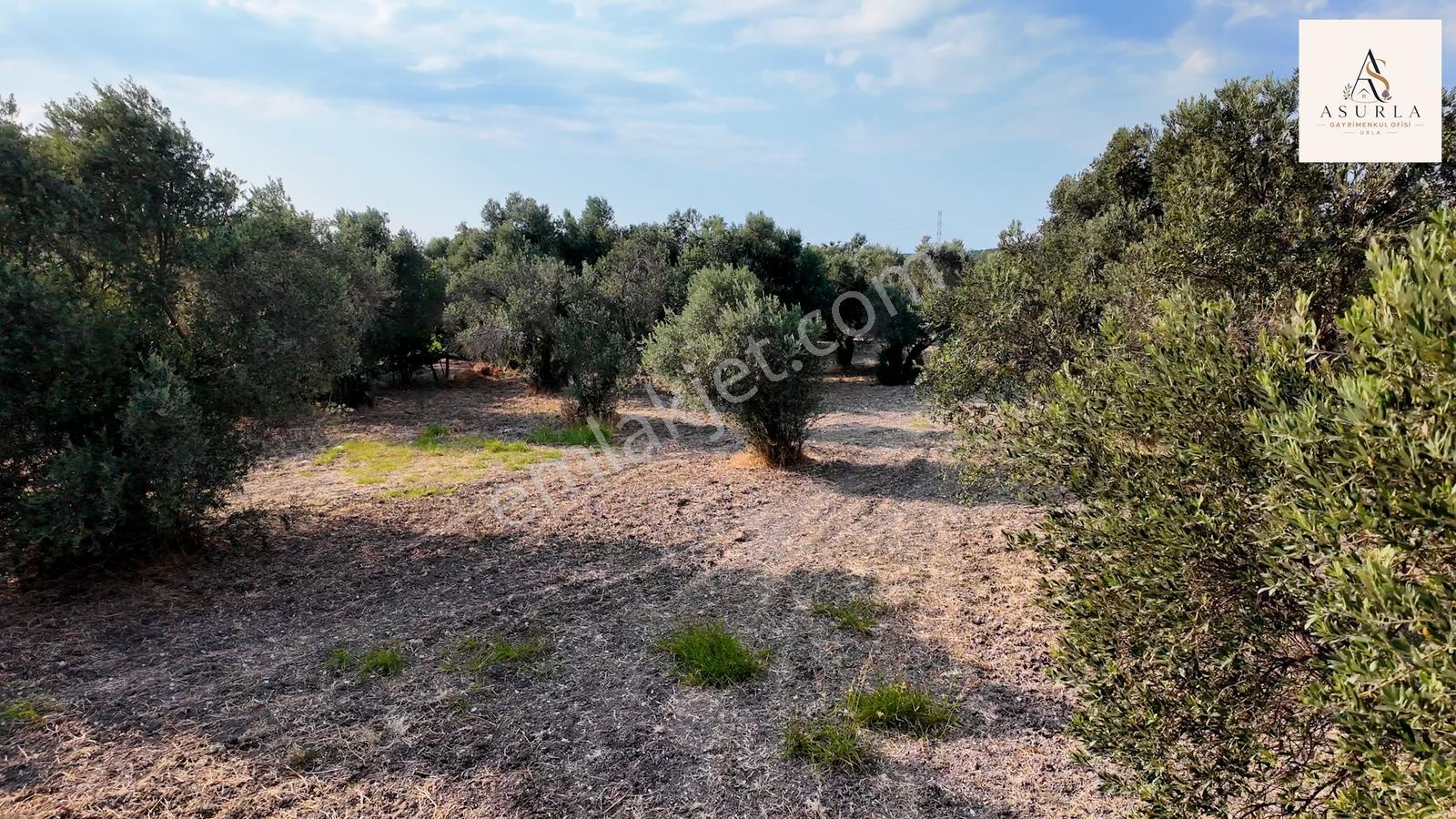 Satılık Urla İçmelerde 5.155 M² Tek Parsel Tarla — fotoğraf 22
