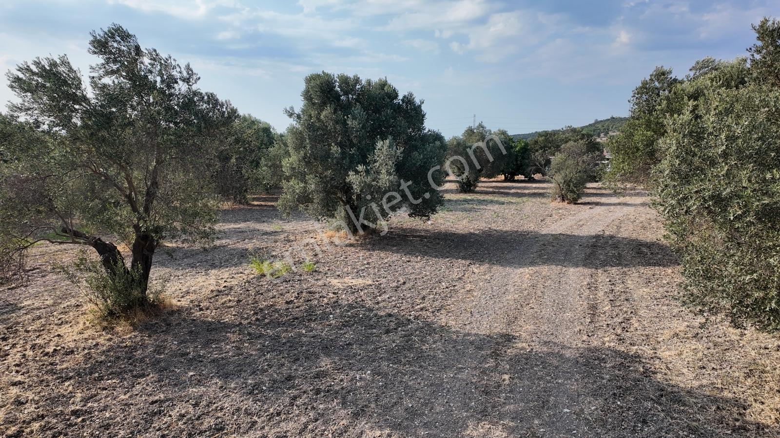 Satılık Urla İçmelerde 5.155 M² Tek Parsel Tarla — fotoğraf 27