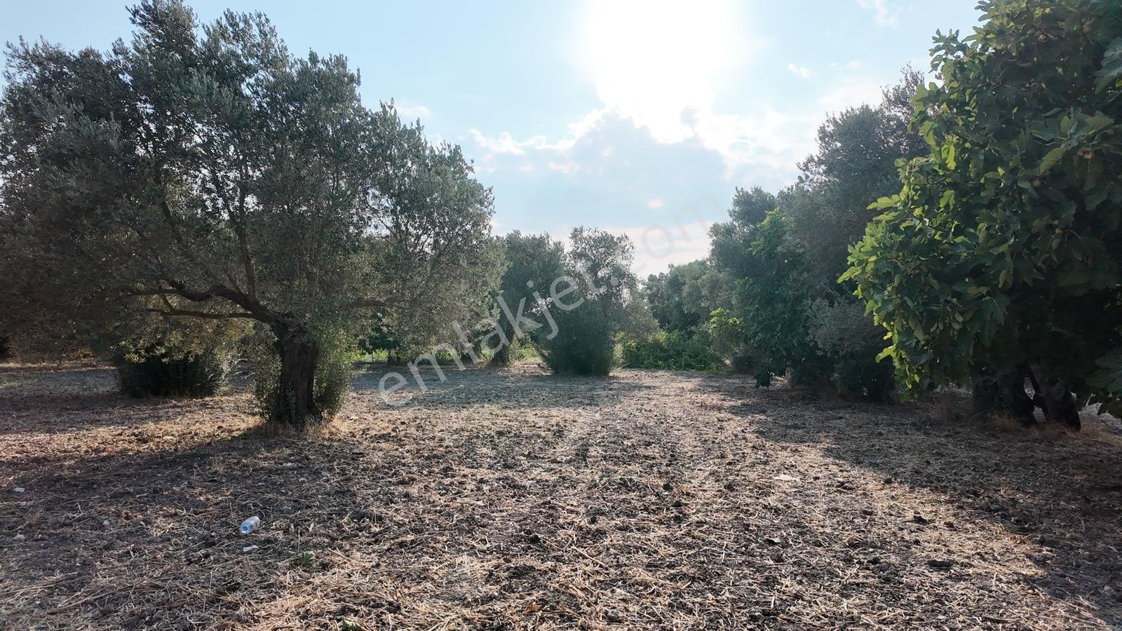 Satılık Urla İçmelerde 5.155 M² Tek Parsel Tarla — fotoğraf 29