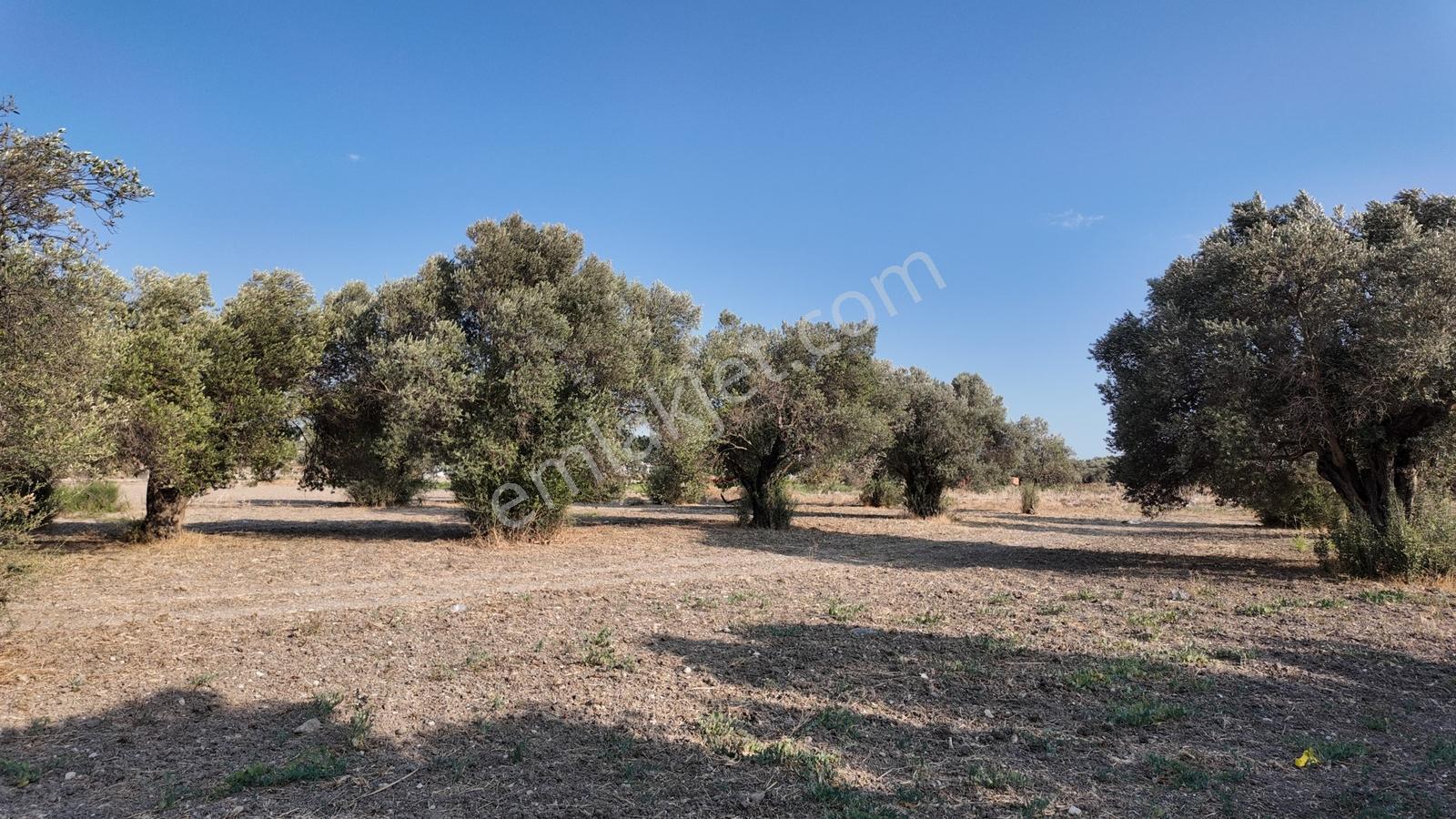 Satılık Urla İçmelerde 5.155 M² Tek Parsel Tarla — fotoğraf 31