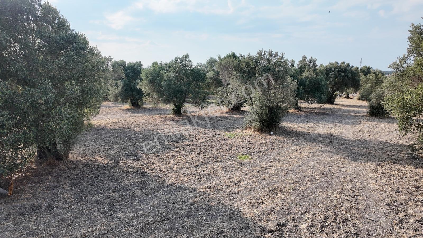 Satılık Urla İçmelerde 5.155 M² Tek Parsel Tarla — fotoğraf 33