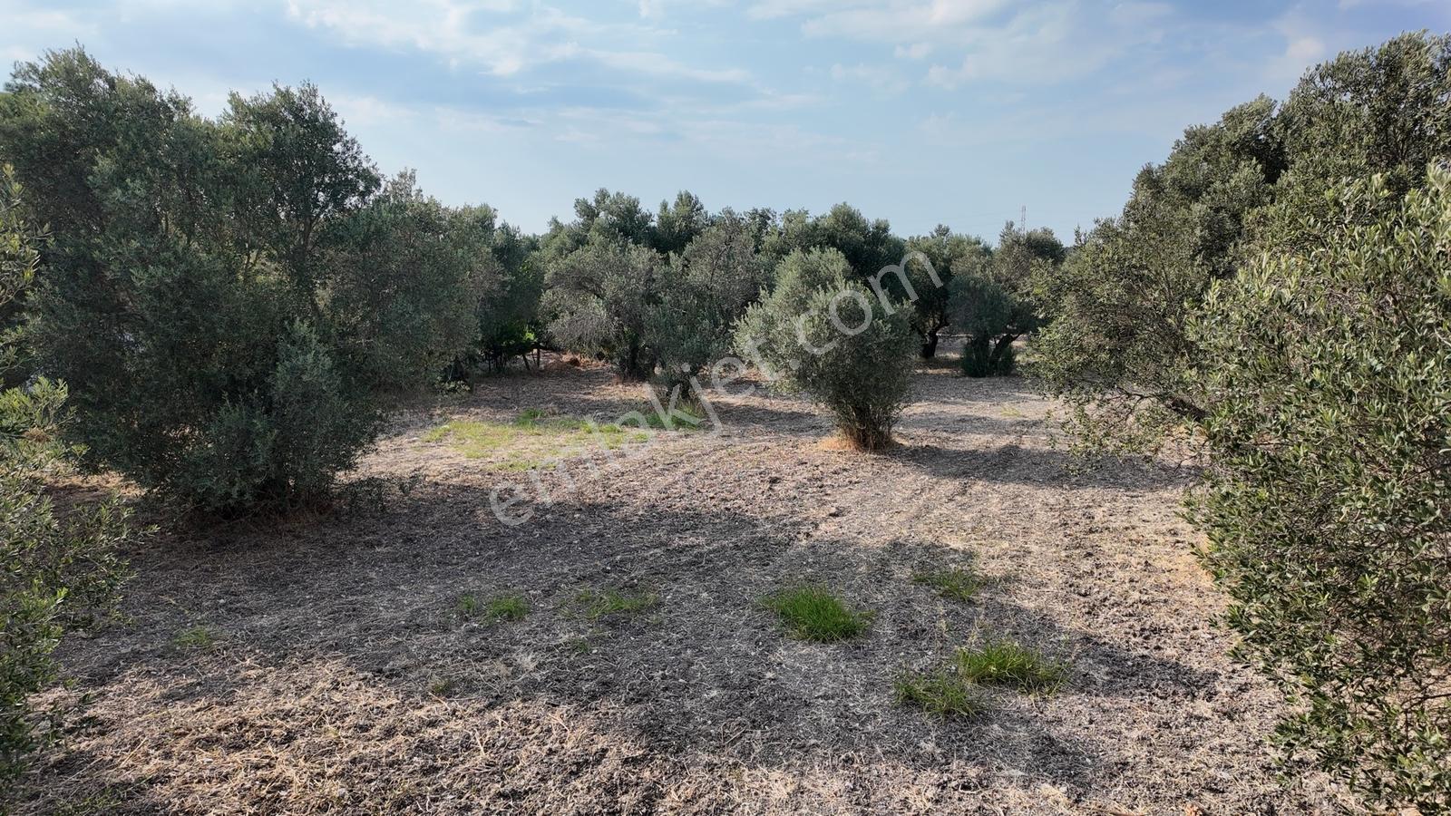 Satılık Urla İçmelerde 5.155 M² Tek Parsel Tarla — fotoğraf 34