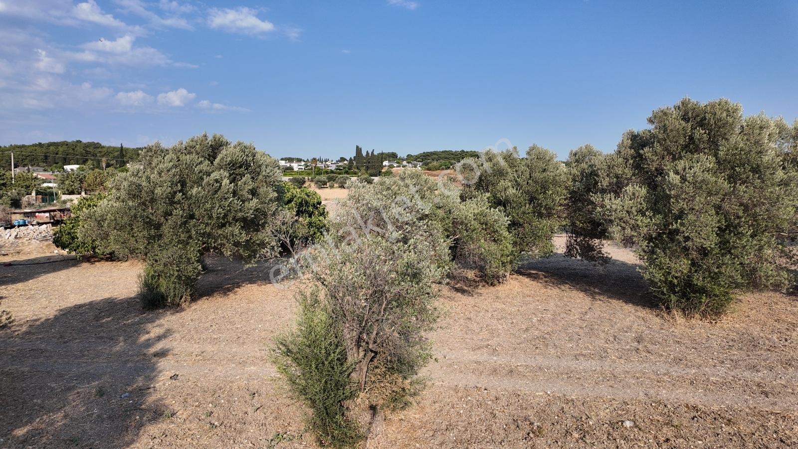 Satılık Urla İçmelerde 5.155 M² Tek Parsel Tarla — fotoğraf 37