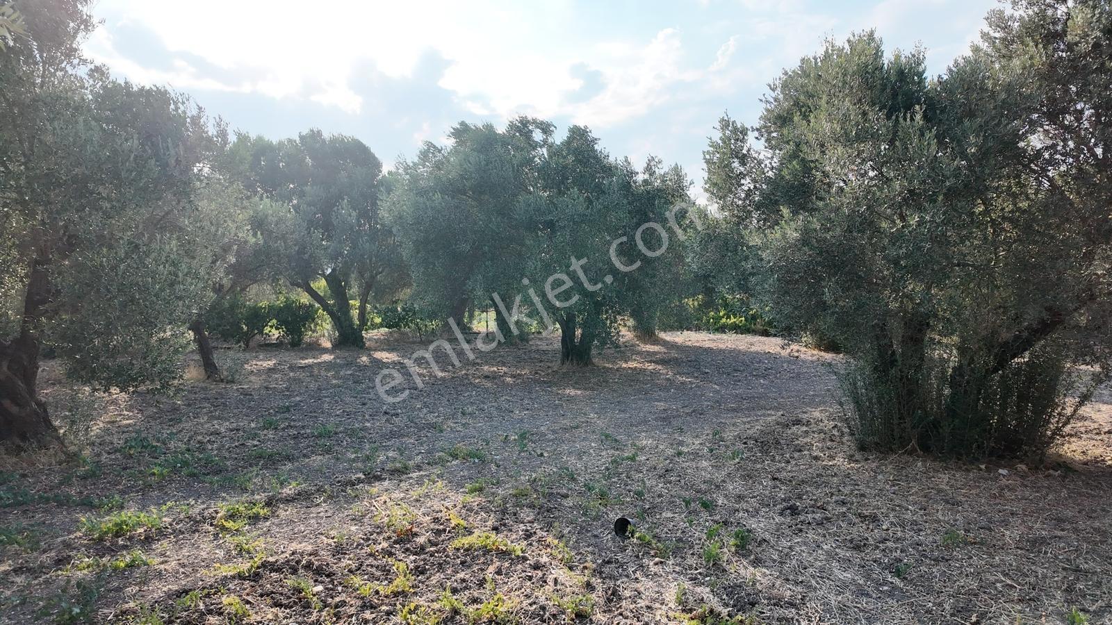 Satılık Urla İçmelerde 5.155 M² Tek Parsel Tarla — fotoğraf 38