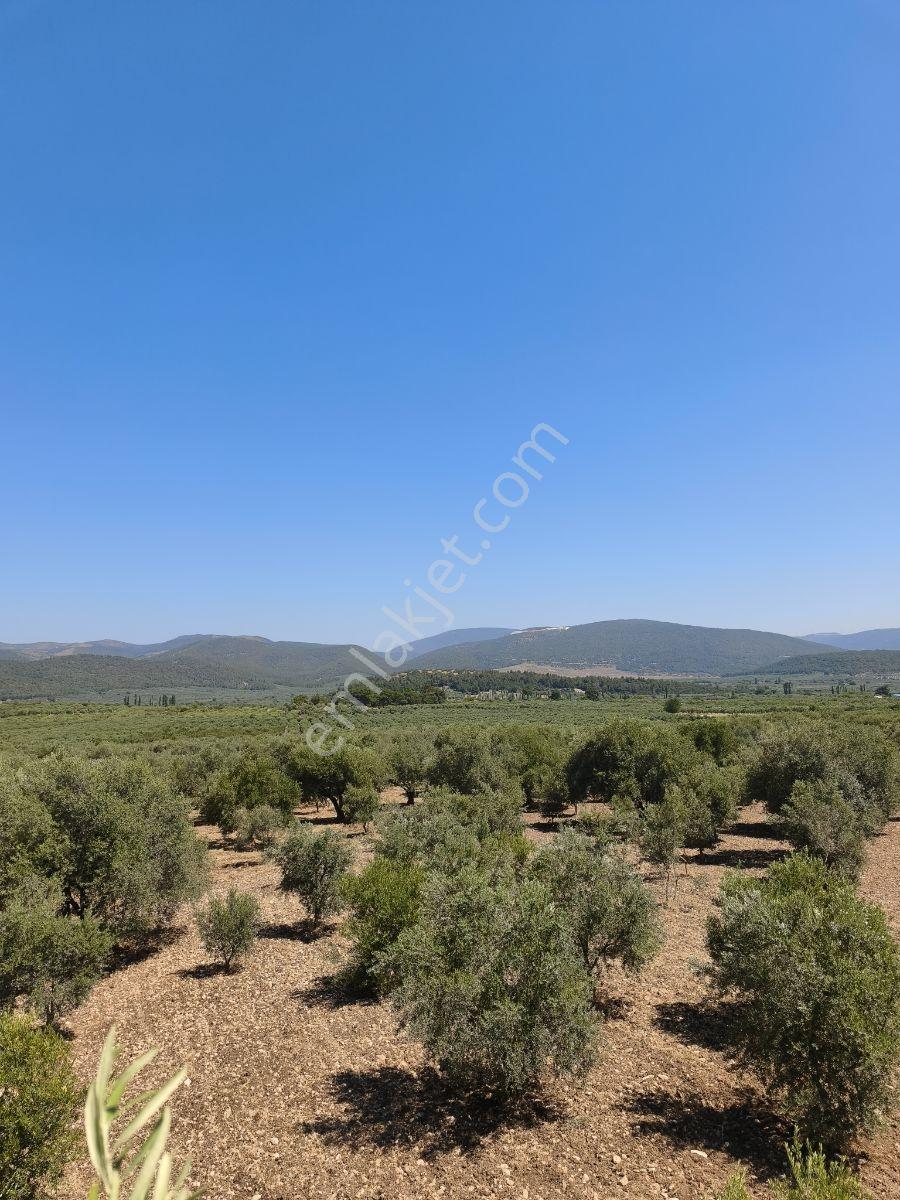 Akhisar Sabancılarda 5.173 M2 Tek Tapu Sulu Bakımlı Zeytinlik — fotoğraf 6