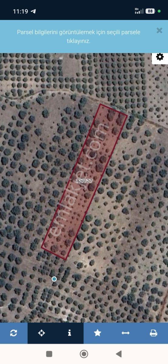 Akhisar Sabancılarda 5.173 M2 Tek Tapu Sulu Bakımlı Zeytinlik — fotoğraf 7