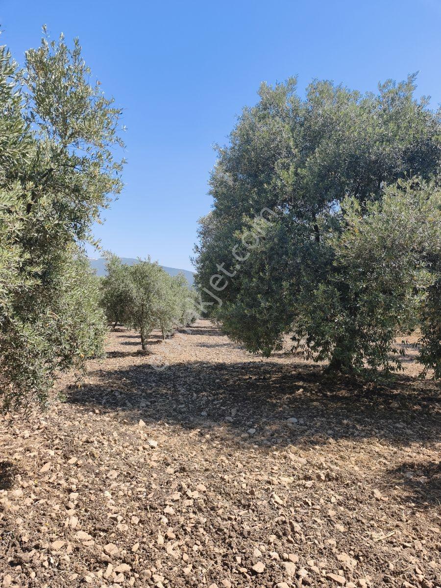 Akhisar Sabancılarda 5.173 M2 Tek Tapu Sulu Bakımlı Zeytinlik — fotoğraf 8