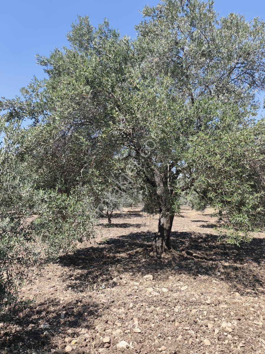 Akhisar Sabancılarda 5.173 M2 Tek Tapu Sulu Bakımlı Zeytinlik — fotoğraf 9
