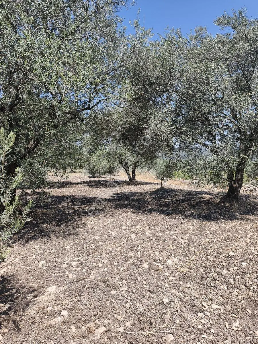 Akhisar Sabancılarda 5.173 M2 Tek Tapu Sulu Bakımlı Zeytinlik — fotoğraf 15