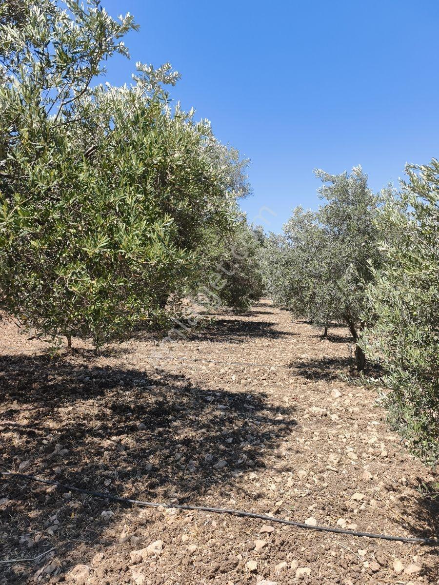Akhisar Sabancılarda 5.173 M2 Tek Tapu Sulu Bakımlı Zeytinlik — fotoğraf 19