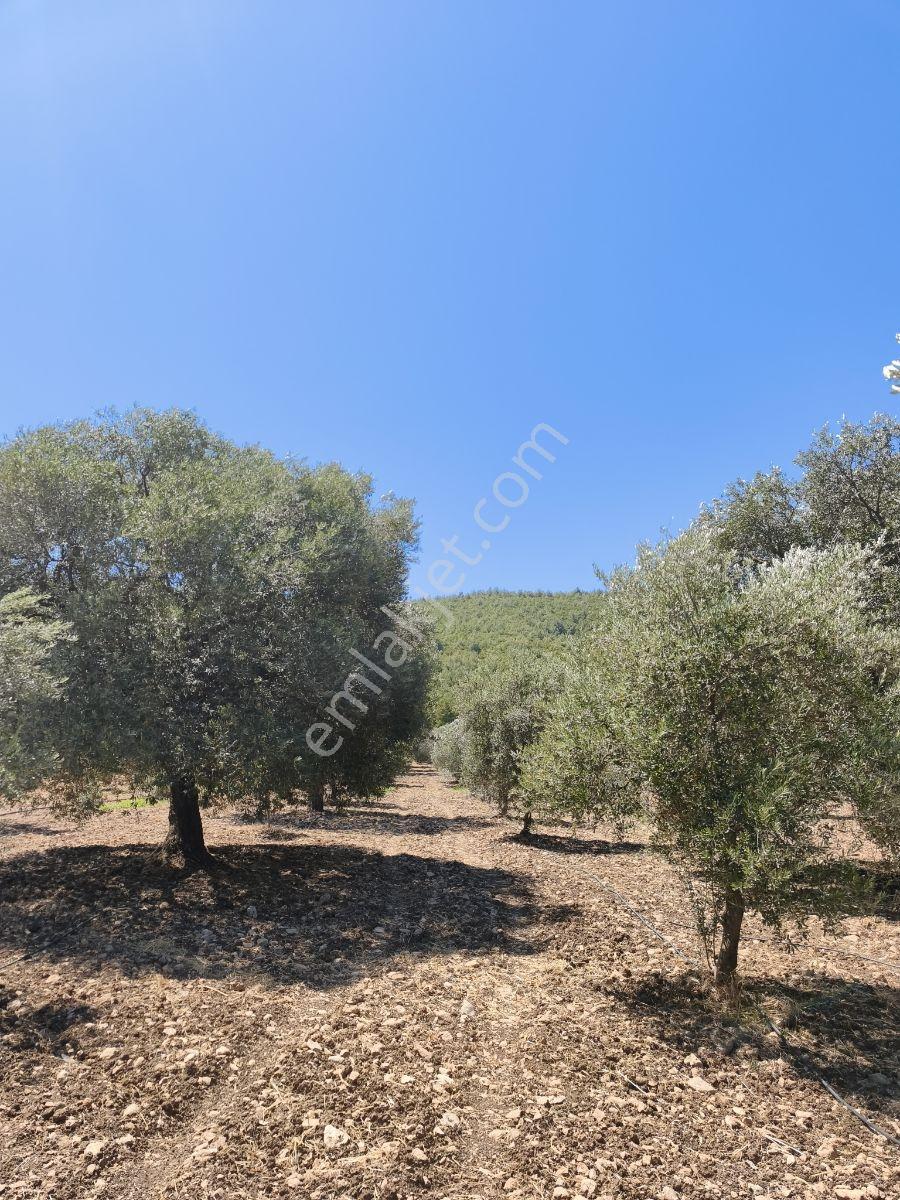 Akhisar Sabancılarda 5.173 M2 Tek Tapu Sulu Bakımlı Zeytinlik — fotoğraf 24