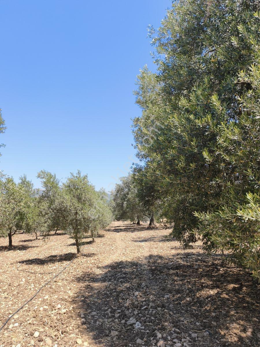Akhisar Sabancılarda 5.173 M2 Tek Tapu Sulu Bakımlı Zeytinlik — fotoğraf 27