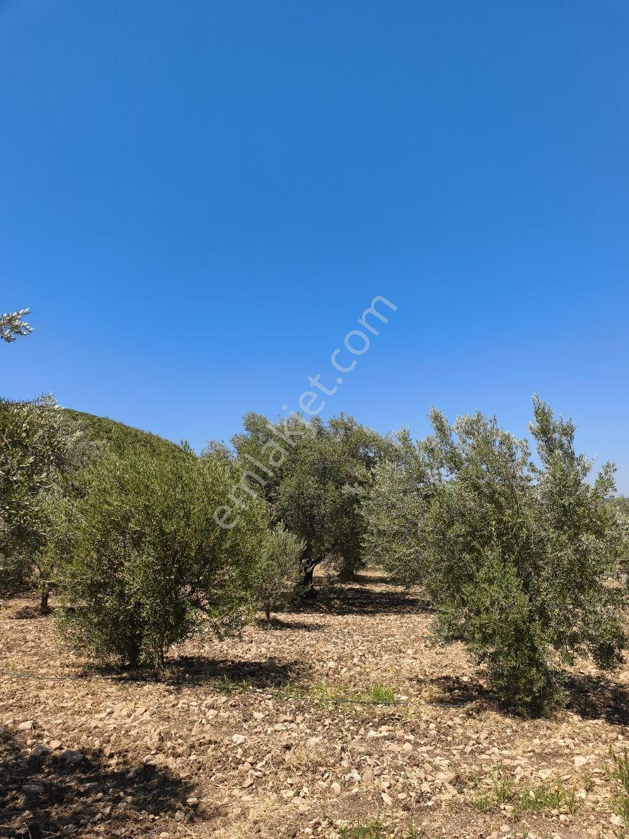 Akhisar Sabancılarda 5.173 M2 Tek Tapu Sulu Bakımlı Zeytinlik — fotoğraf 28