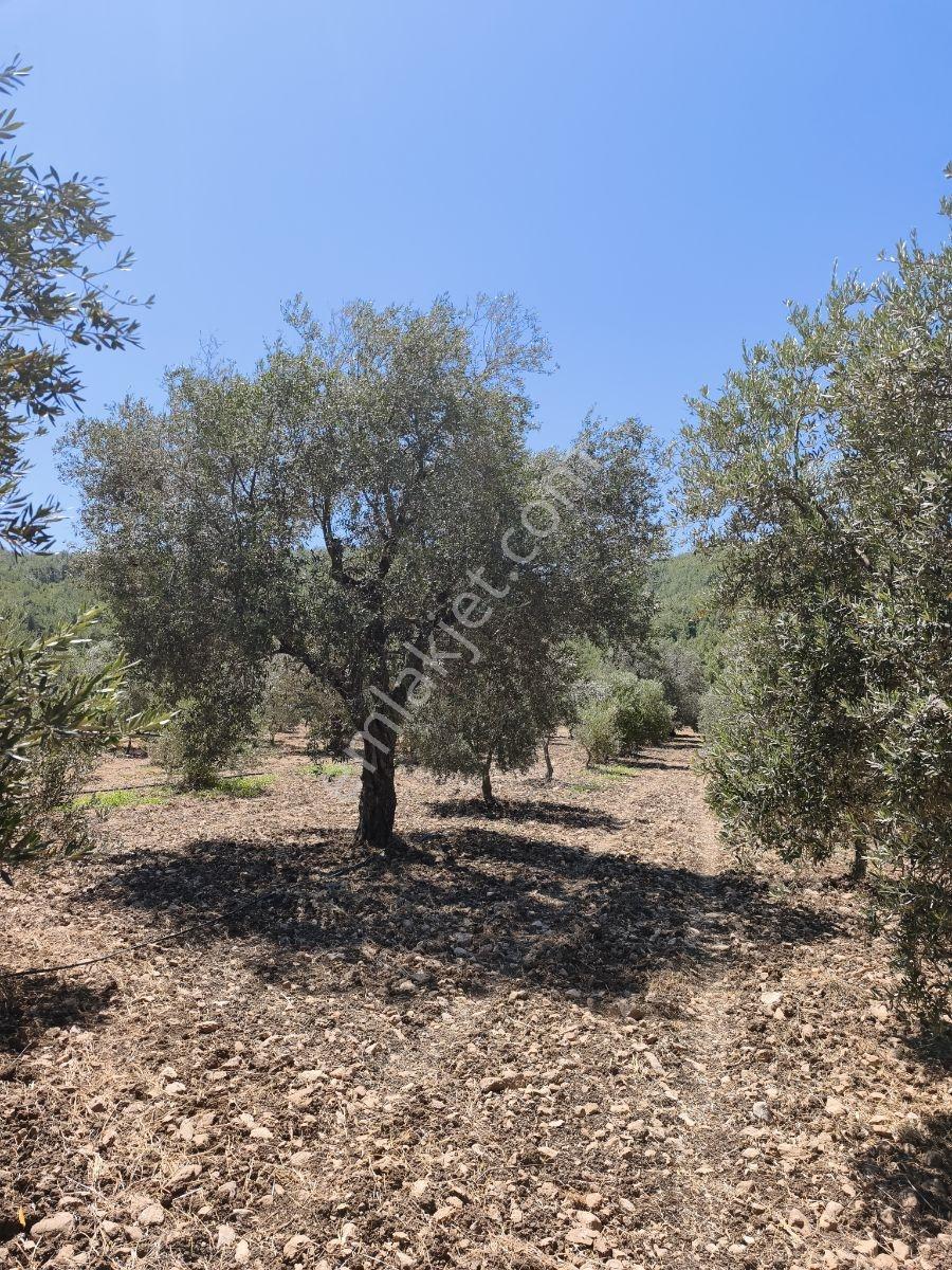 Akhisar Sabancılarda 5.173 M2 Tek Tapu Sulu Bakımlı Zeytinlik — fotoğraf 30