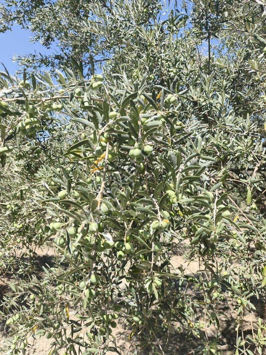Akhisar Sabancılarda 5.173 M2 Tek Tapu Sulu Bakımlı Zeytinlik — fotoğraf 31