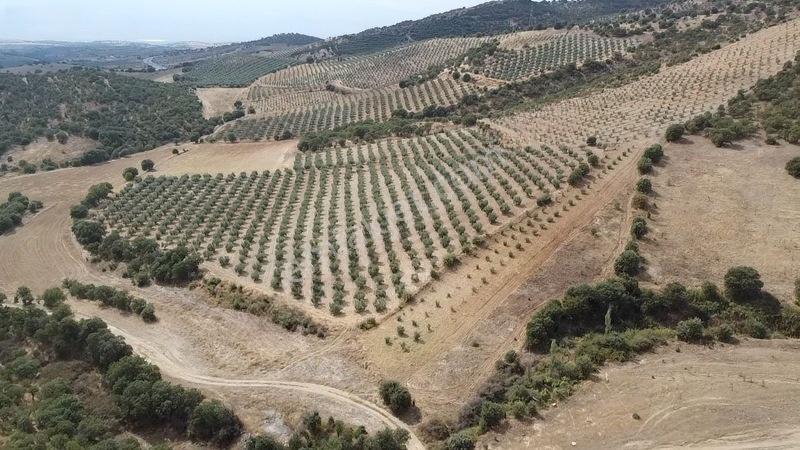 Derbent Mahallesinde Satılık 5.855 M2 Zeytinli Tarla — fotoğraf 2