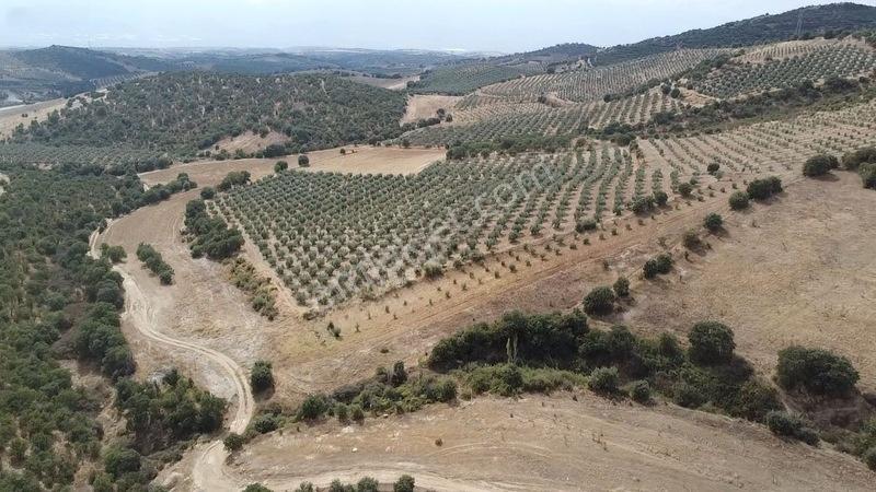 Derbent Mahallesinde Satılık 5.855 M2 Zeytinli Tarla — fotoğraf 3