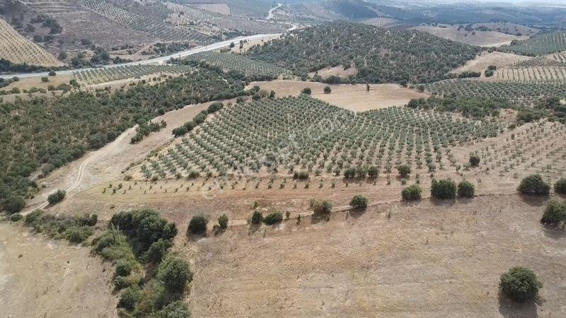 Derbent Mahallesinde Satılık 5.855 M2 Zeytinli Tarla — fotoğraf 4