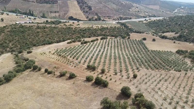 Derbent Mahallesinde Satılık 5.855 M2 Zeytinli Tarla — fotoğraf 5