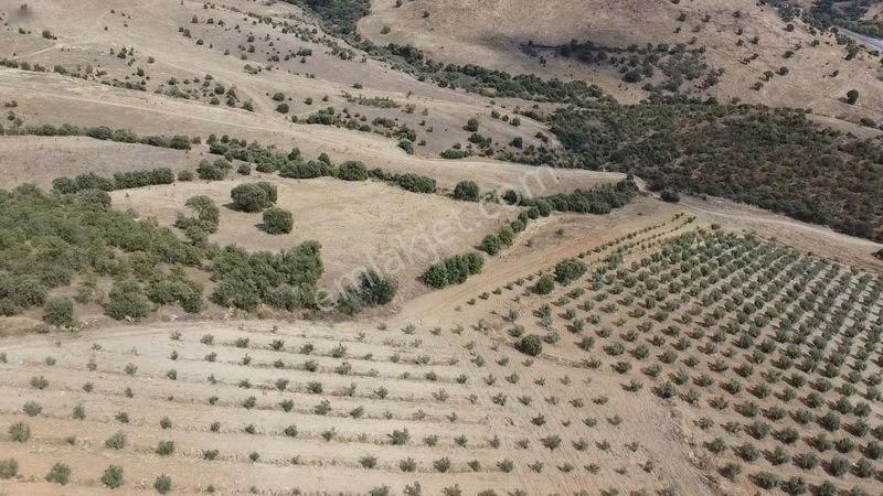 Derbent Mahallesinde Satılık 5.855 M2 Zeytinli Tarla — fotoğraf 6