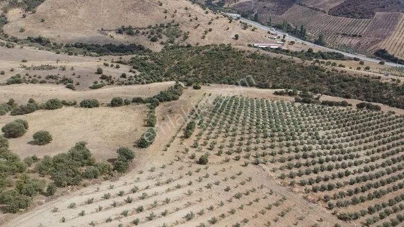 Derbent Mahallesinde Satılık 5.855 M2 Zeytinli Tarla — fotoğraf 7