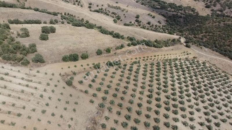 Derbent Mahallesinde Satılık 5.855 M2 Zeytinli Tarla — fotoğraf 8