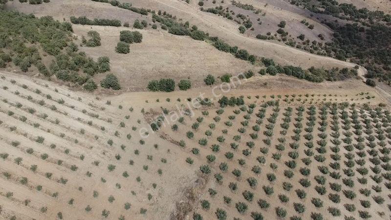 Derbent Mahallesinde Satılık 5.855 M2 Zeytinli Tarla — fotoğraf 9